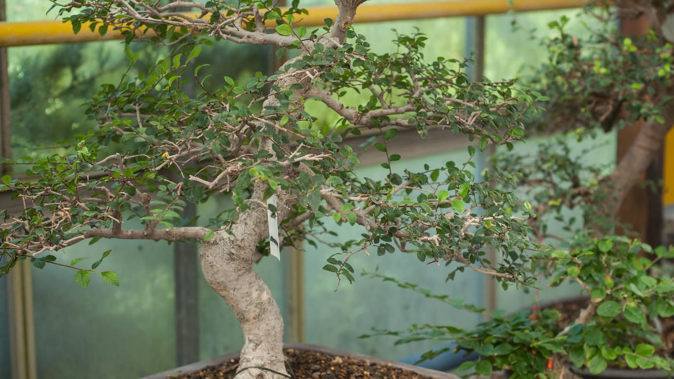 Japanische Ulme (Ulmus japonica): Diese Bonsaisorte wirkt sehr dekorativ, weil der Baum sich sehr fein verästelt und die Blätter ganz besonders edel und filigran wachsen.