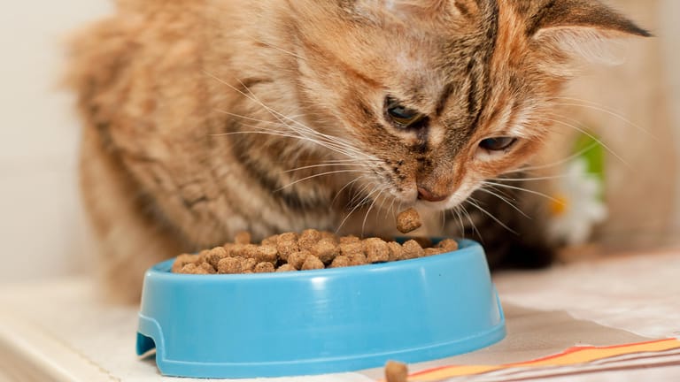 Trockenfutter: Katzen leiden mit Trockenfutter im Napf meist an Mundgeruch.