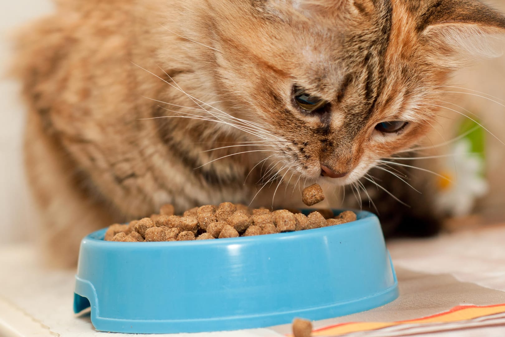 Trockenfutter: Katzen leiden mit Trockenfutter im Napf meist an Mundgeruch.