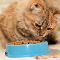 Trockenfutter: Katzen leiden mit Trockenfutter im Napf meist an Mundgeruch.