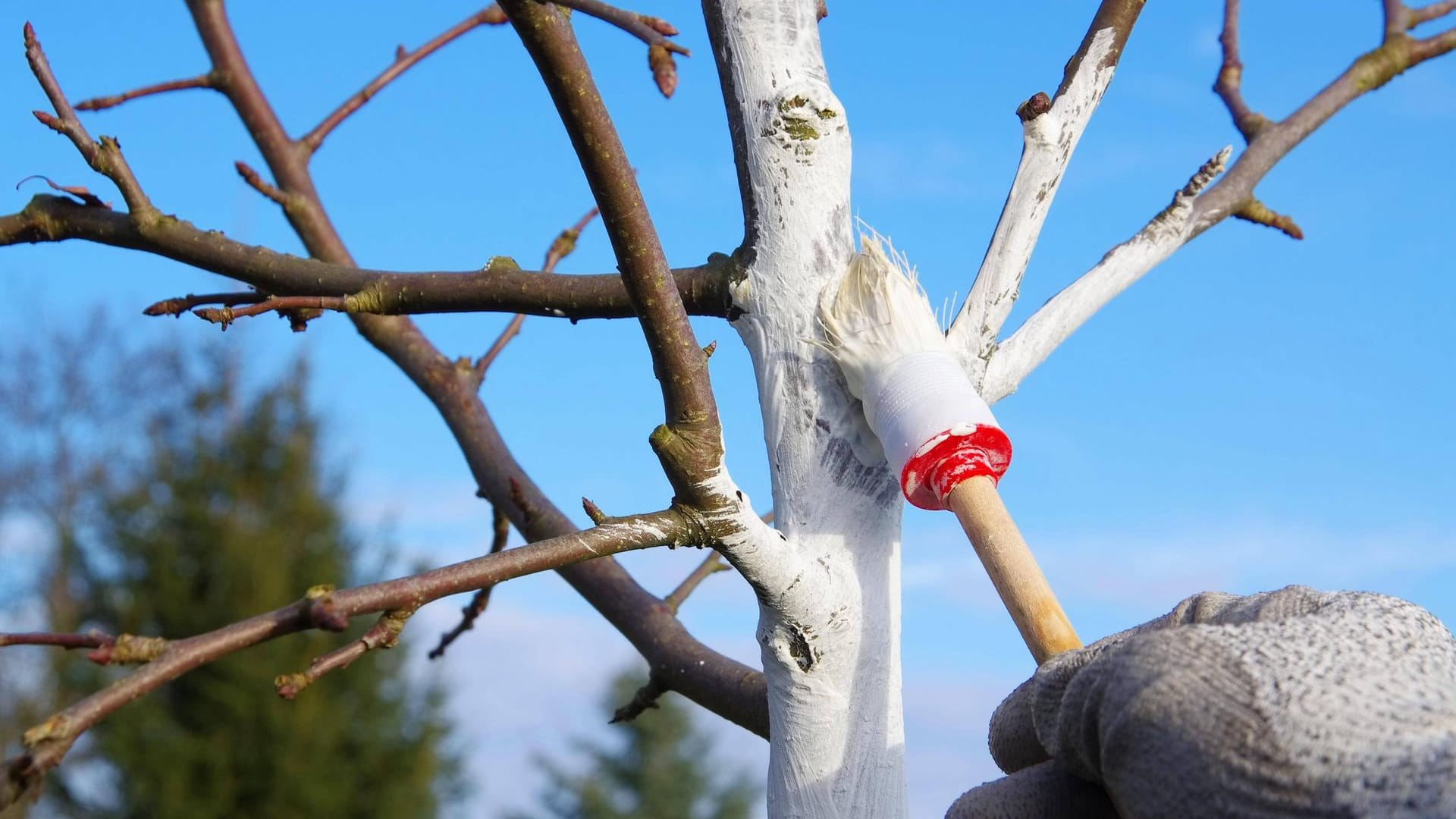 Baumpflege: Die Stämme der Obstbäume werden weiß gestrichen, um sie vor Temperaturschwankungen zu schützen.