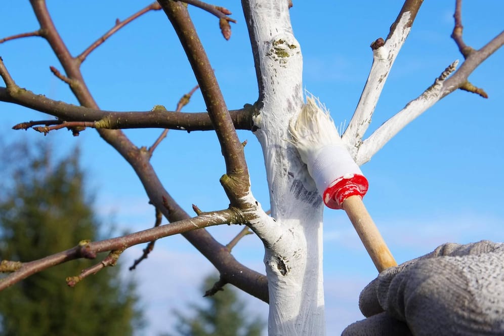 Baumpflege: Die Stämme der Obstbäume werden weiß gestrichen, um sie vor Temperaturschwankungen zu schützen.