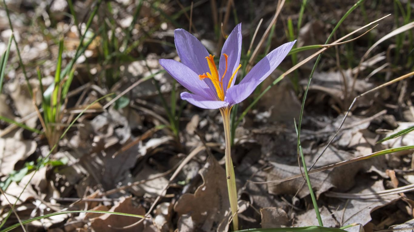 Safrankrokus (Crocus sativus): Aus dem Herbstblüher wird das teure Safrangewürz gewonnen.