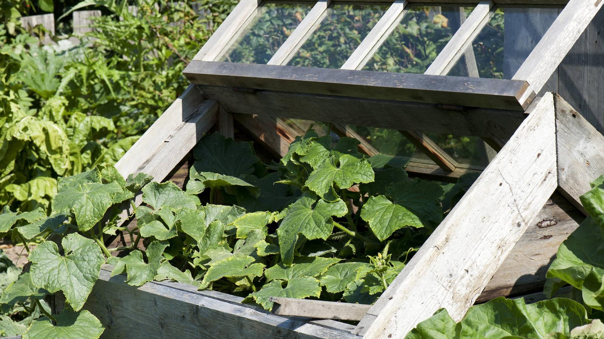 Frühbeet im Garten: Im Sommer gedeihen hier auch Gurkenpflanzen. Diese lieben Wärme und viel Frischluft.