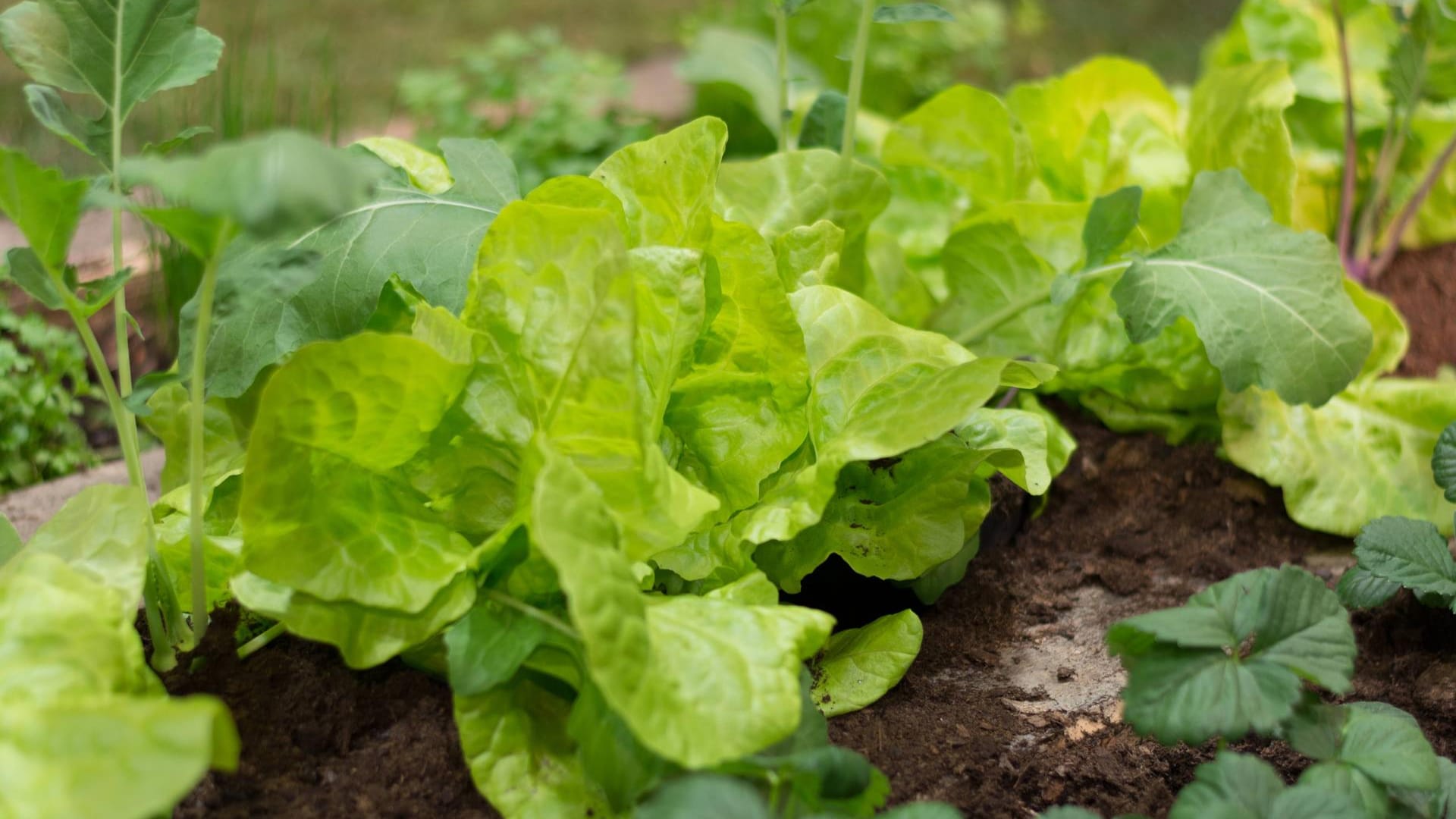 Frühbeet mit Salat- und Kohlrabipflanzen: Hier lässt sich Gemüse schon ab Februar aussäen und die Ernte vorverlegen.