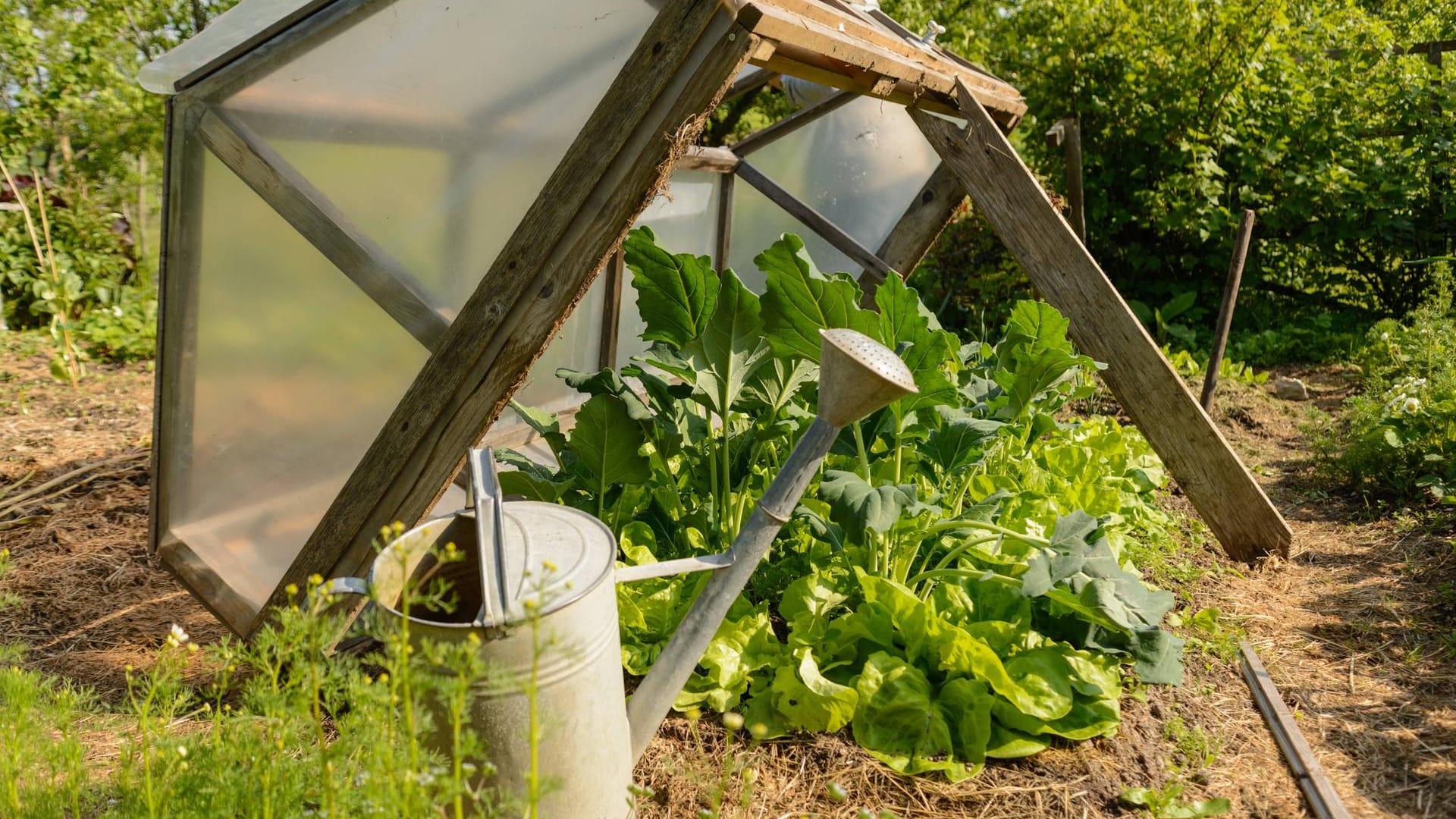 Gemüsegarten im Frühbeet: Der Standort sollte sonnig sein, weil Frühbeete wie ein Gewächshaus im Kleinformat funktionieren.