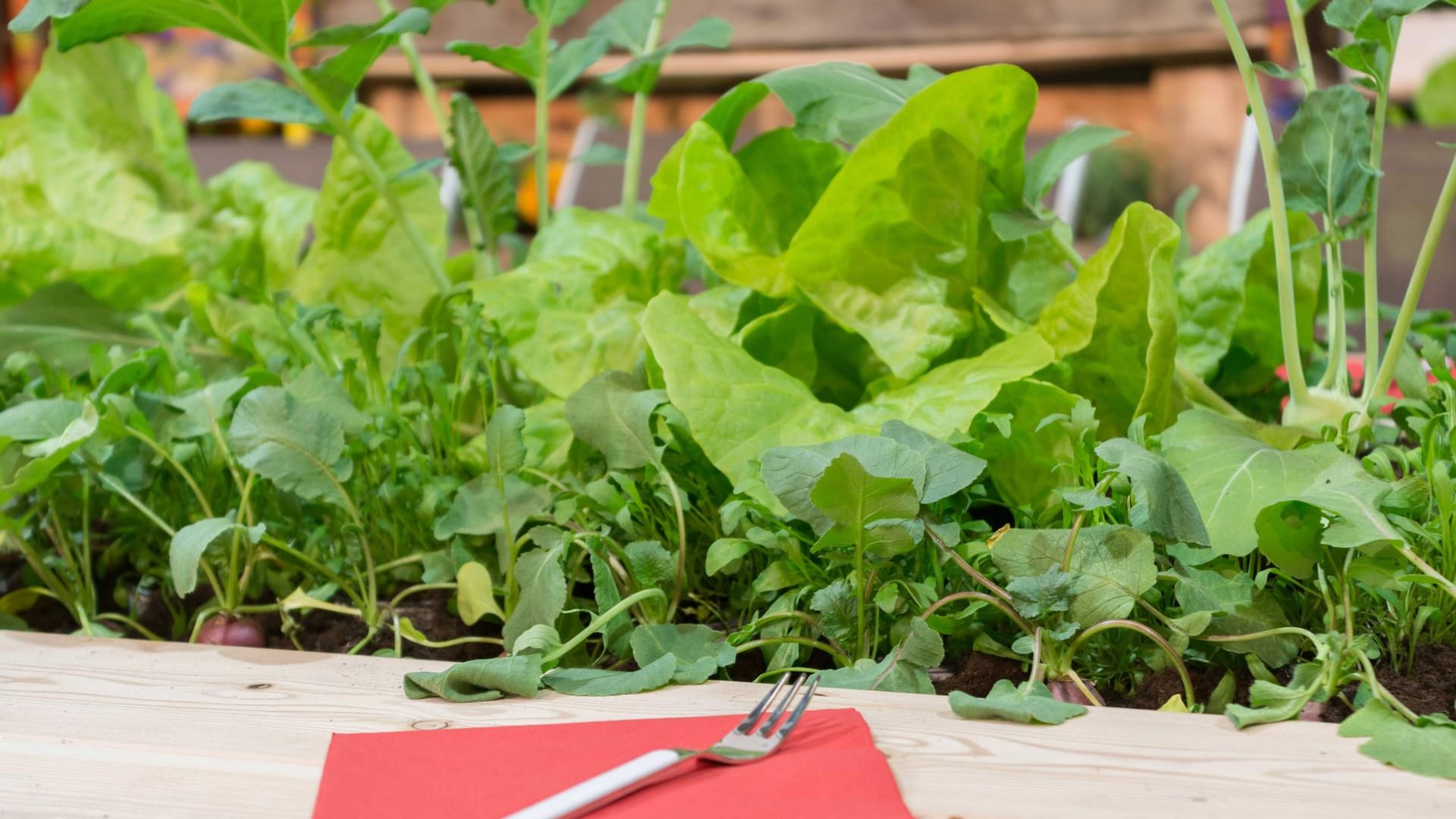 Frühbeet mit Radieschen, Salat und Kohlrabi: Ein weiterer Vorteil ist, dass Sie das Gemüse gleich im Garten zubereiten und essen können.