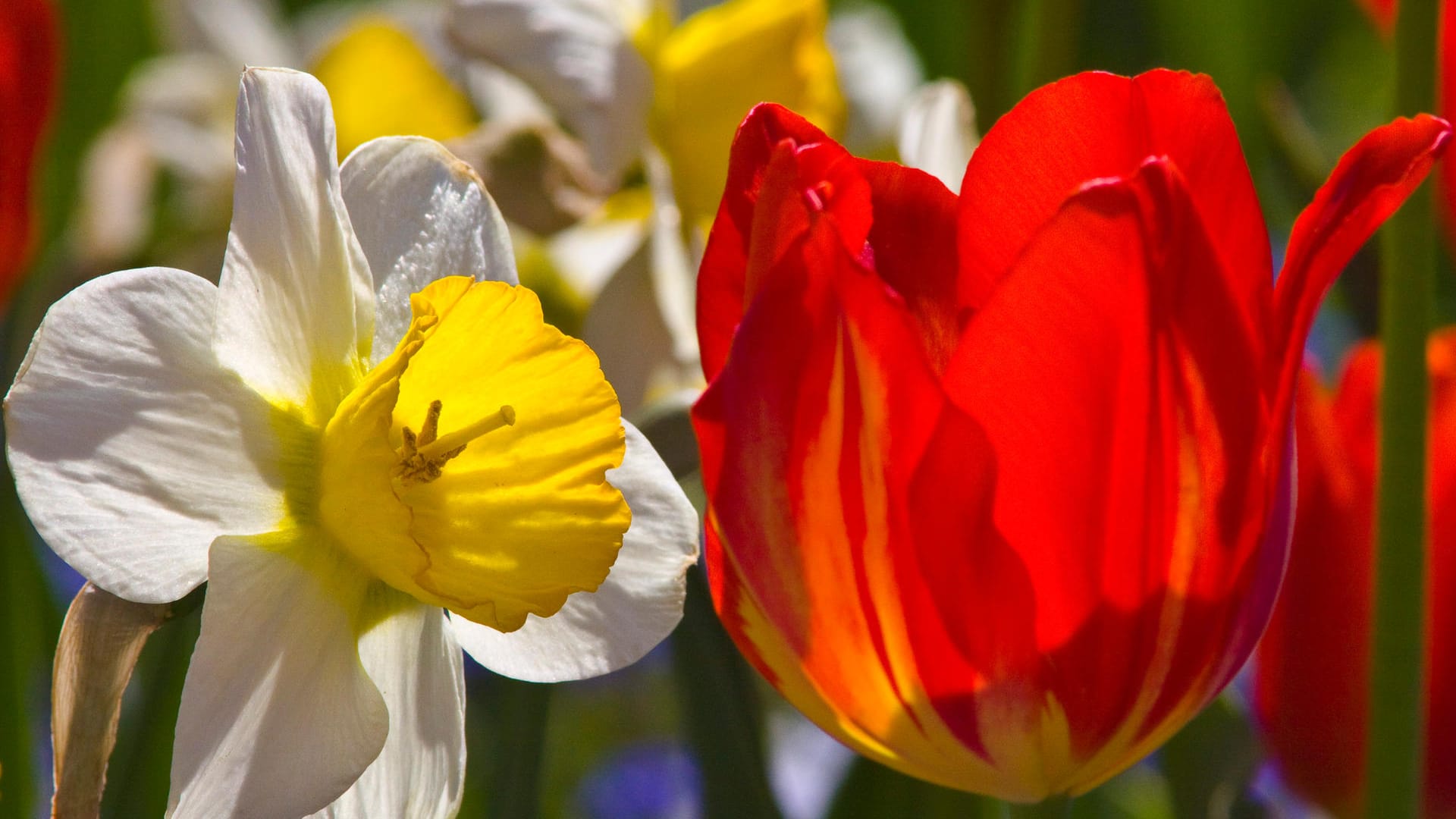 Narzisse und Tulpe: Zwar gehören beide zu den Zwiebelpflanzen, stellen aber ganz unterschiedliche Ansprüche an ihren Standort.