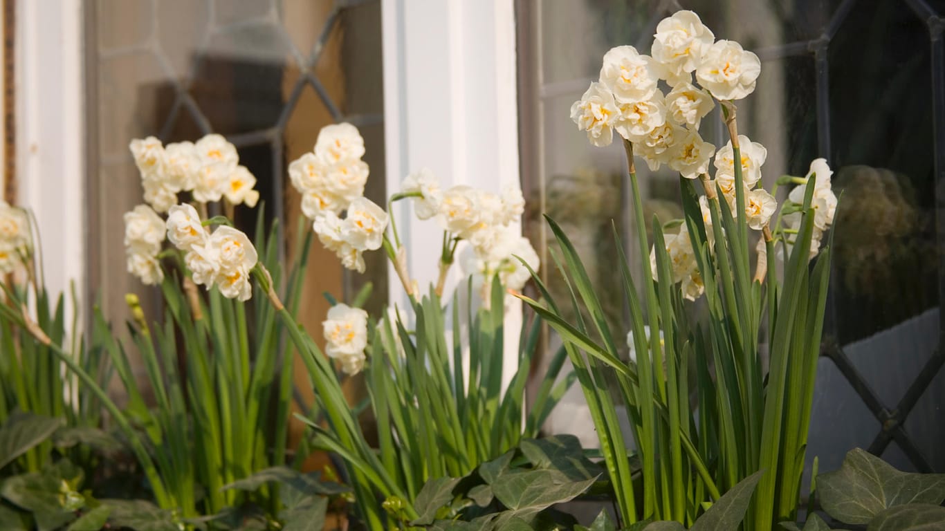 Narzissen im Kasten: Die Frühlingsblumen in Weiß- und Gelbtönen können mit Efeu kombiniert werden.
