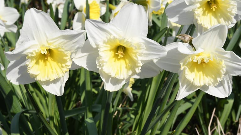 Narzissen: Strahlend gelb schmücken sie im Frühjahr viele Gärten. Doch Eltern sollten besonders mit der Osterglocke vorsichtig umgehen.
