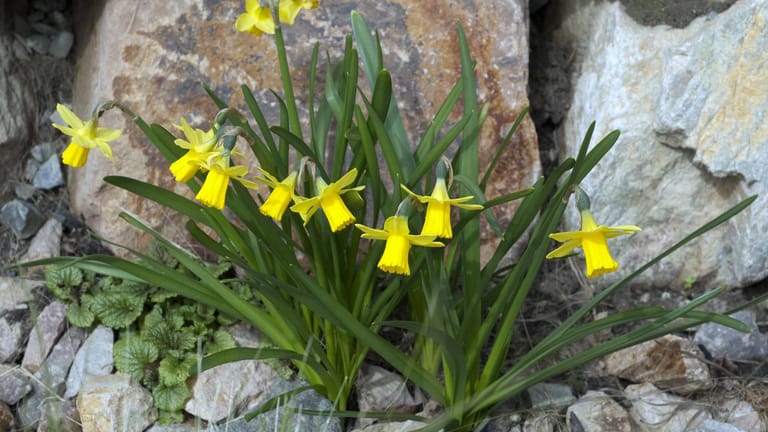Narzissen: Die mehrblütige Sorte "Tête-à-tête" eignet sich zum Beispiel als gelber Farbtupfer in einem Steingarten.