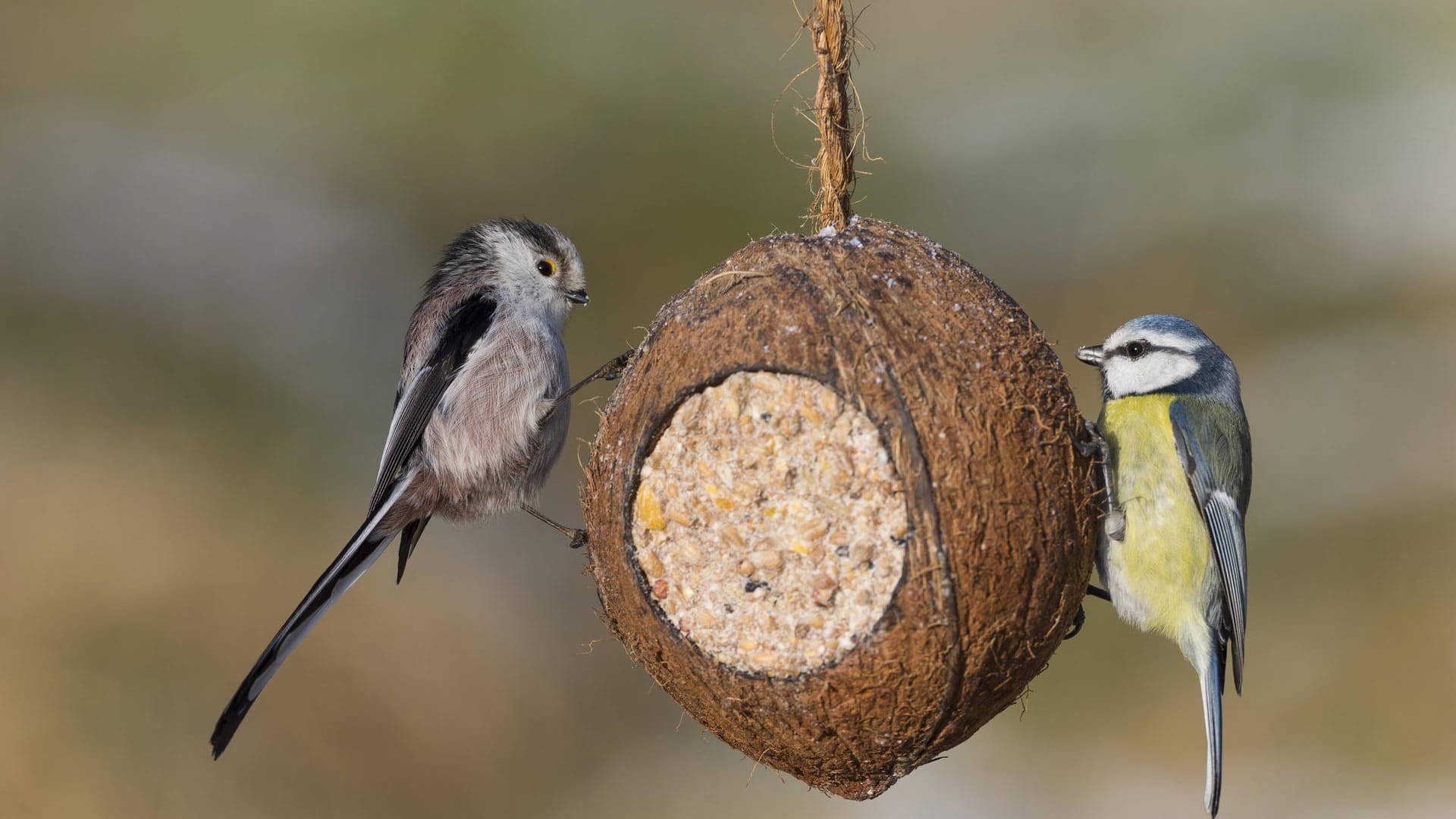 Schwanzmeise mit Blaumeise: Anstelle eines Tontopfes können Sie die Masse auch in eine ausgehöhlte Kokosnuss geben.