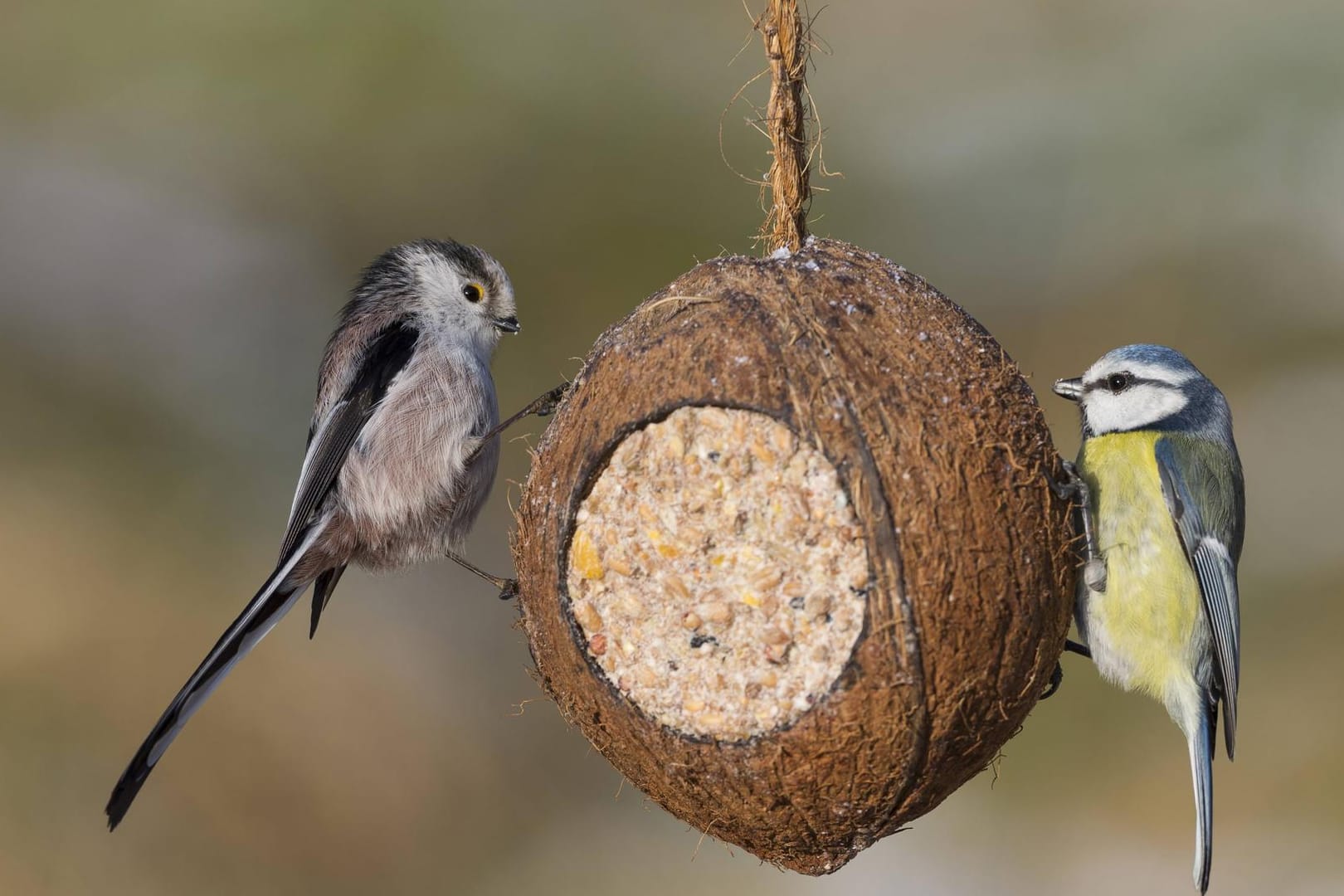 Schwanzmeise mit Blaumeise: Anstelle eines Tontopfes können Sie die Masse auch in eine ausgehöhlte Kokosnuss geben.