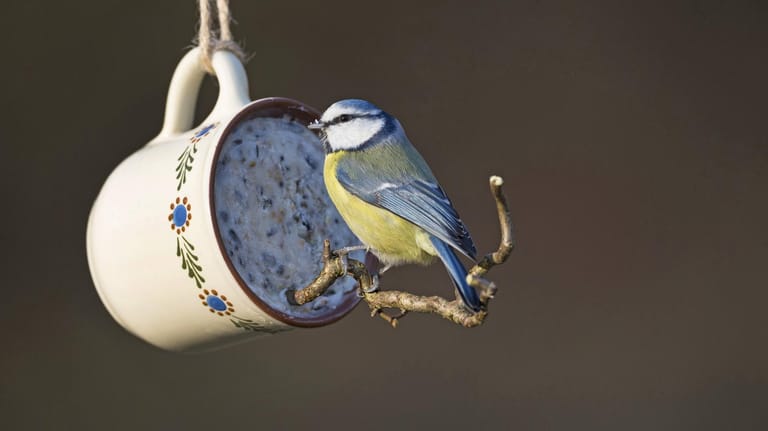 Blaumeise: Wichtig ist, dass die Vögel die Futterstelle gut anfliegen können und beim Fressen ausreichend Halt haben.