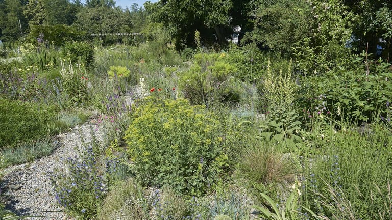 Naturgarten: Der Gartenstil enthält viele verschiedene Wildpflanzen. Auch ein Kiesweg ist möglich.
