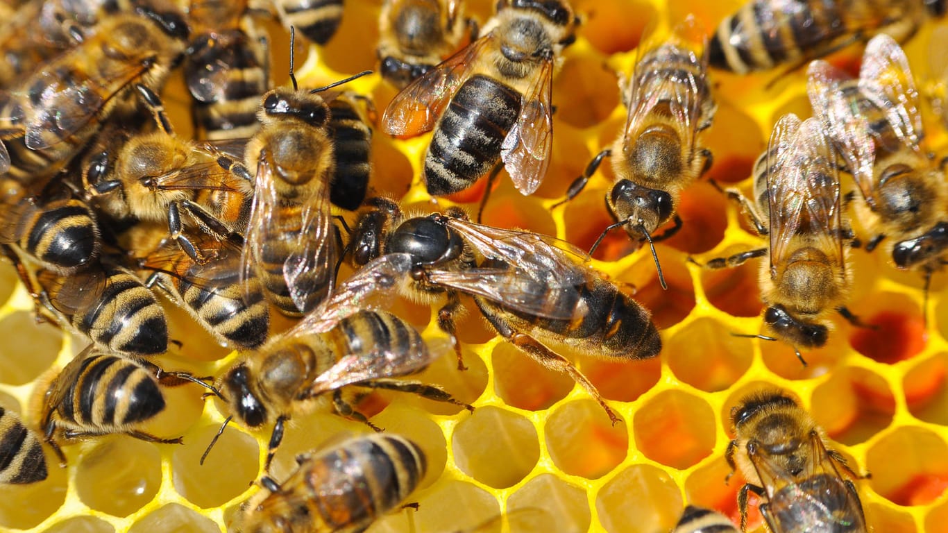 Bienenkönigin: Sie ist umgeben von ihren Arbeiterbienen, hat aber auch selbst Aufgaben zu erfüllen.