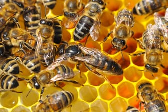 Bienenkönigin: Sie ist umgeben von ihren Arbeiterbienen, hat aber auch selbst Aufgaben zu erfüllen.