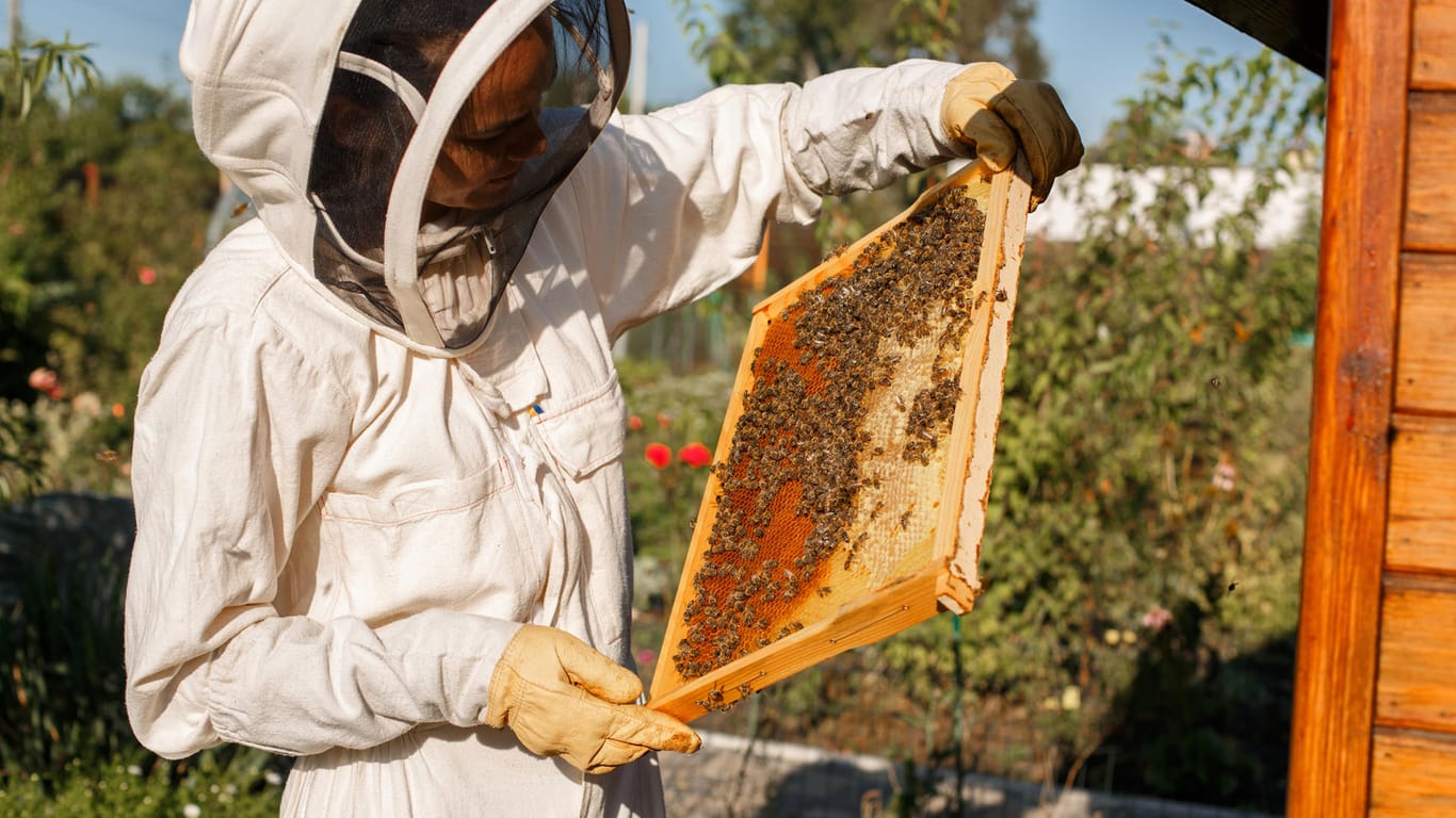 Bienenvolk: Imker können den Bienenvölkern helfen, falls eine Bienenkönigin zu früh sterben sollte.