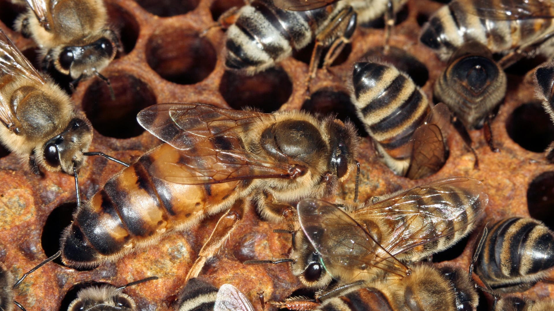 Honigbiene: Die Bienenkönigin sticht mit ihrem großen Leib hervor.