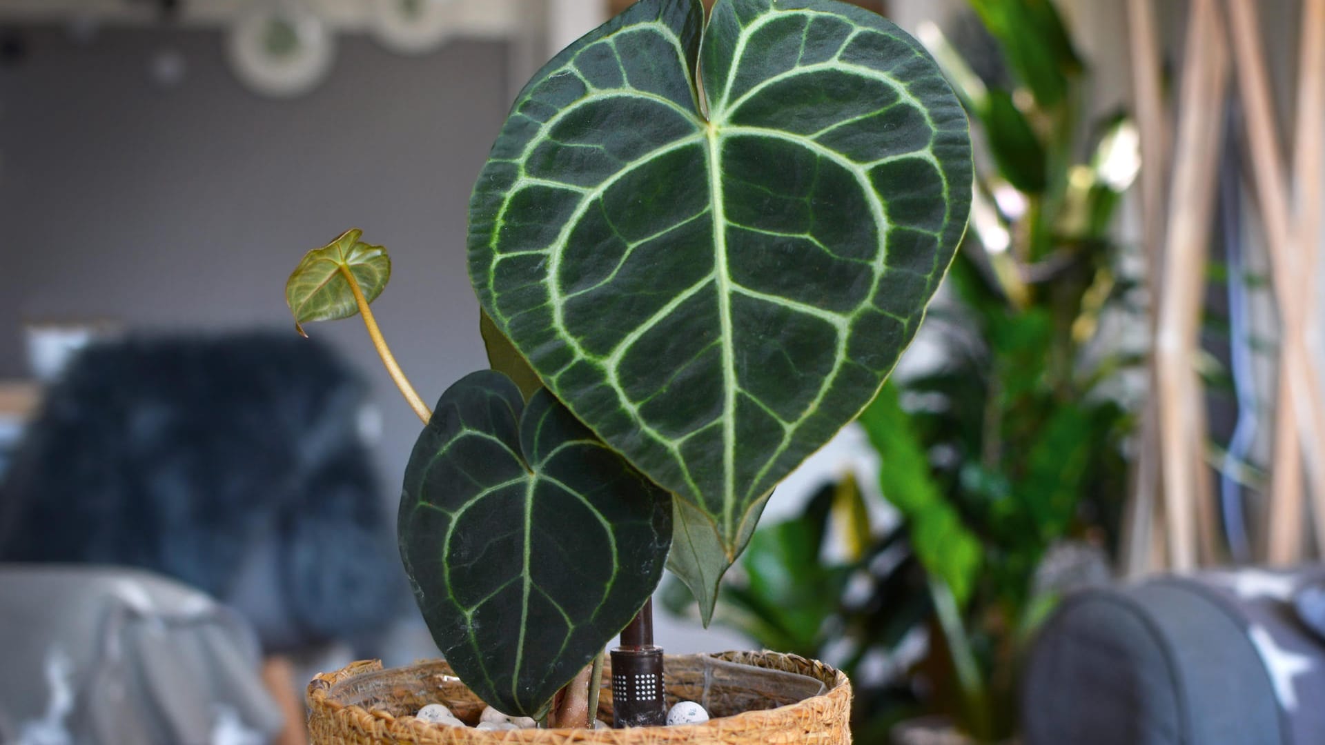 Herzblattblume (Anthurium clarinervium): Die Form ihrer Blätter gab dieser Anthurienart ihren Namen.