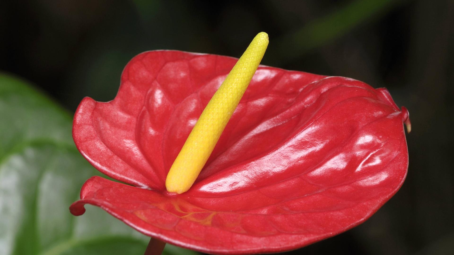 Große Flamingoblume (Anthurium-andreanum-Hybride): Sie ist der Klassiker schlechthin mit ihren großen, roten Blüten.