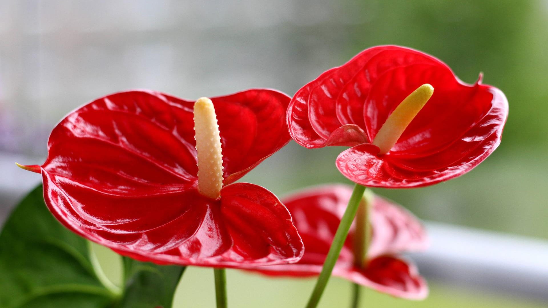 Flamingoblume (Anthurie): Die eigentliche Blüte dieser tropischen Pflanze ist der sich in der Mitte der Hochblätter befindliche Kolben. Er kann gelb, orange oder rot gefärbt sein.