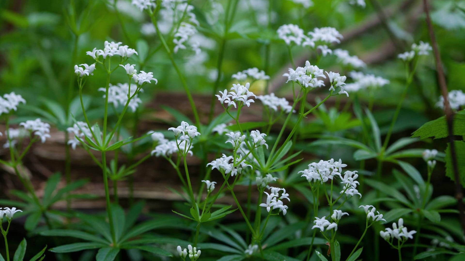 Waldmeister (Galium odoratum): Das Kraut wächst vor allem in Buchen- und Laubmischwäldern Mittel- Ost- und Südeuropas.