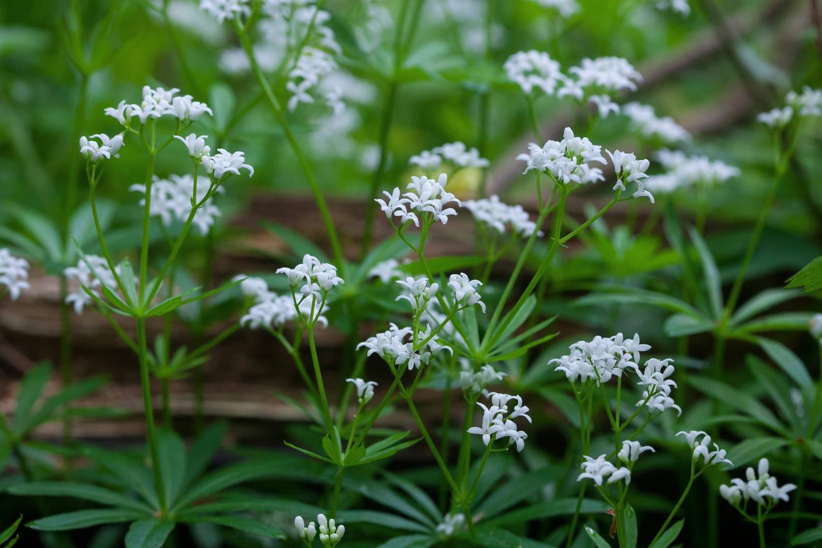 Waldmeister (Galium odoratum): Das Kraut wächst vor allem in Buchen- und Laubmischwäldern Mittel- Ost- und Südeuropas.