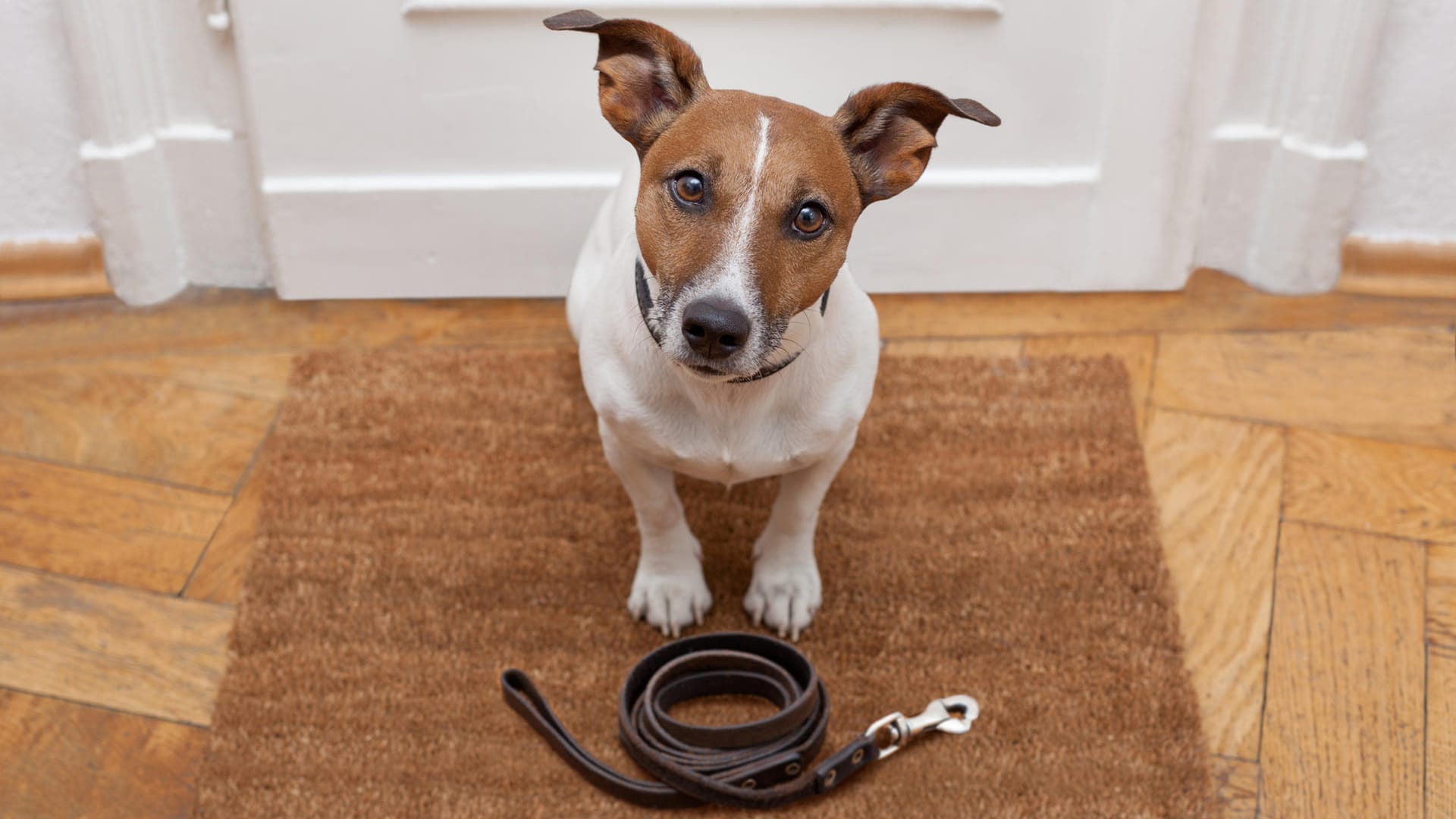 Gassi gehen: Hunde zeigen oftmals durch ihr Verhalten, wann sie raus müssen.