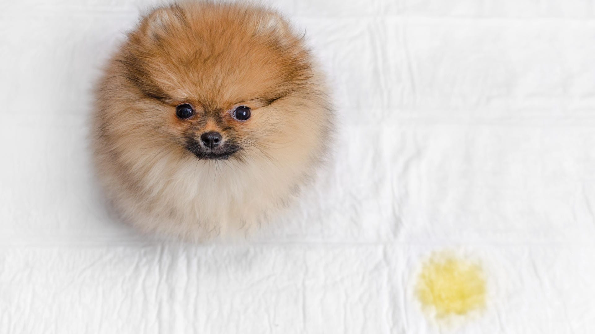 Hundeerziehung: Um Ihren Hund stubenrein zu bekommen, müssen Sie ihn zur richtigen Zeit loben und tadeln.