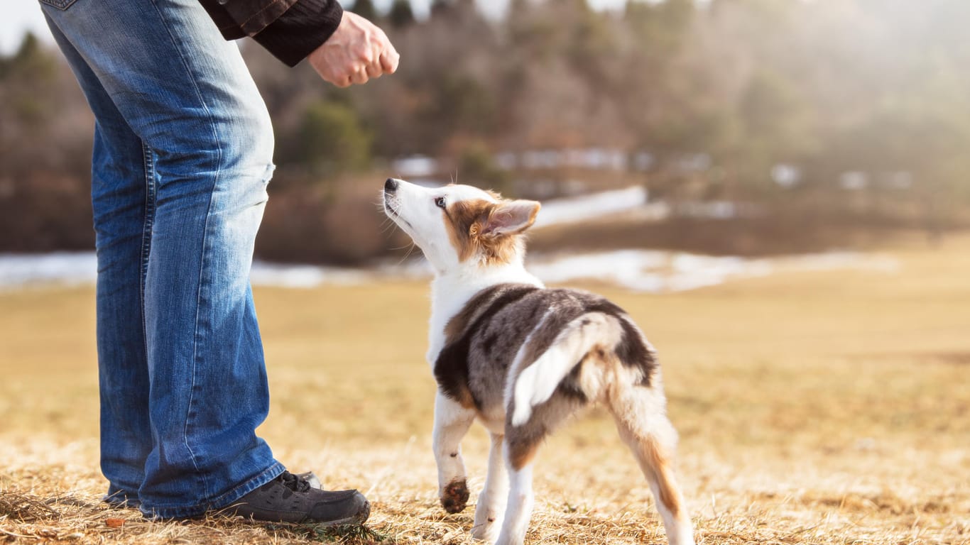 Hundeerziehung: Immer, wenn Ihr Welpe draußen sein Geschäft verrichtet, belohnen Sie ihn mit einem Leckerli und einem Lob.
