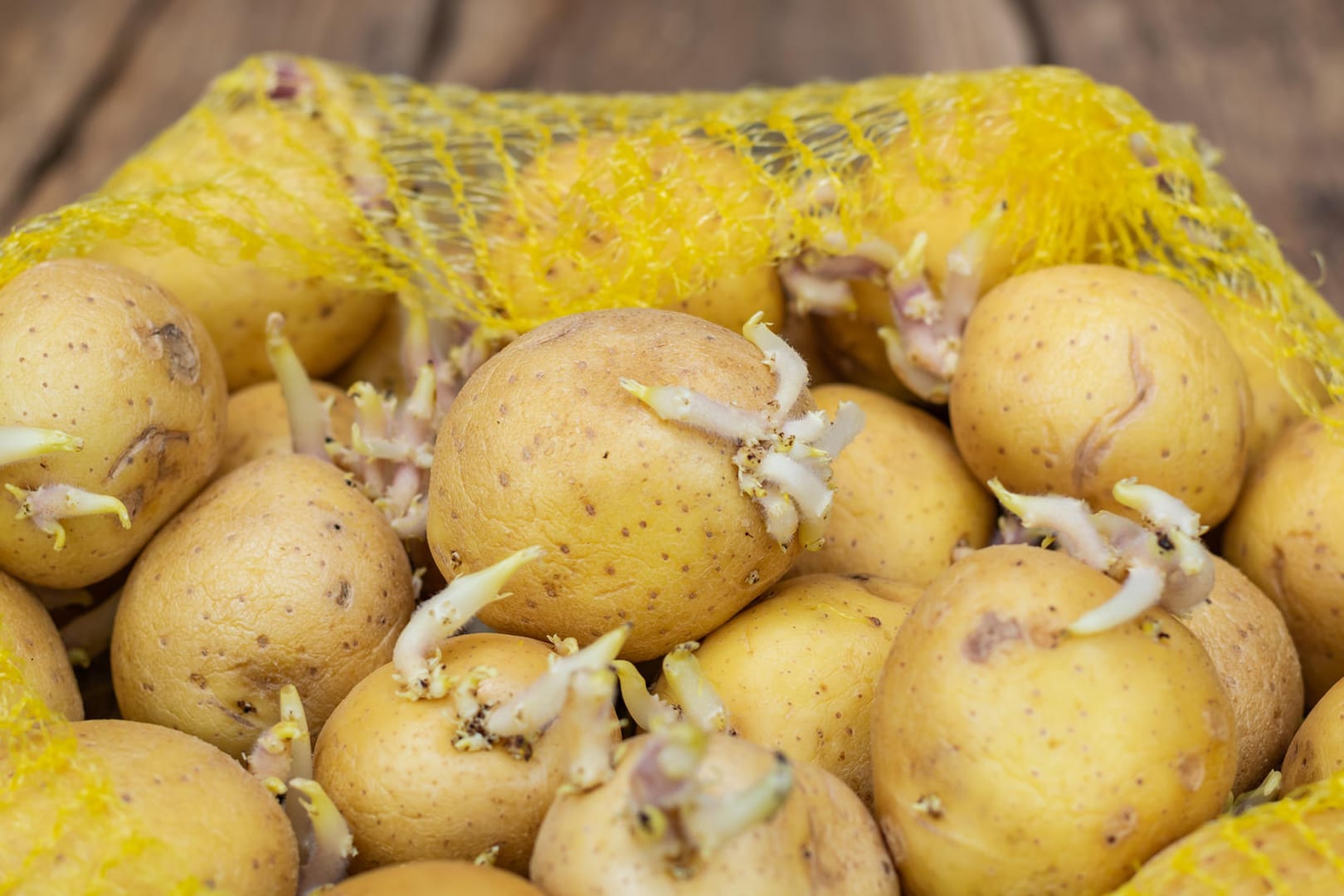 Kartoffeln mit Trieben: Ab einer gewissen Länge der Triebe sollten Sie das Gemüse nicht mehr essen.