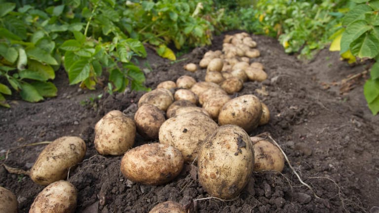 Kartoffelernte: Die Kartoffelernte macht sich am besten, wenn Sie diese an einem sonnigen Tag durchführen.