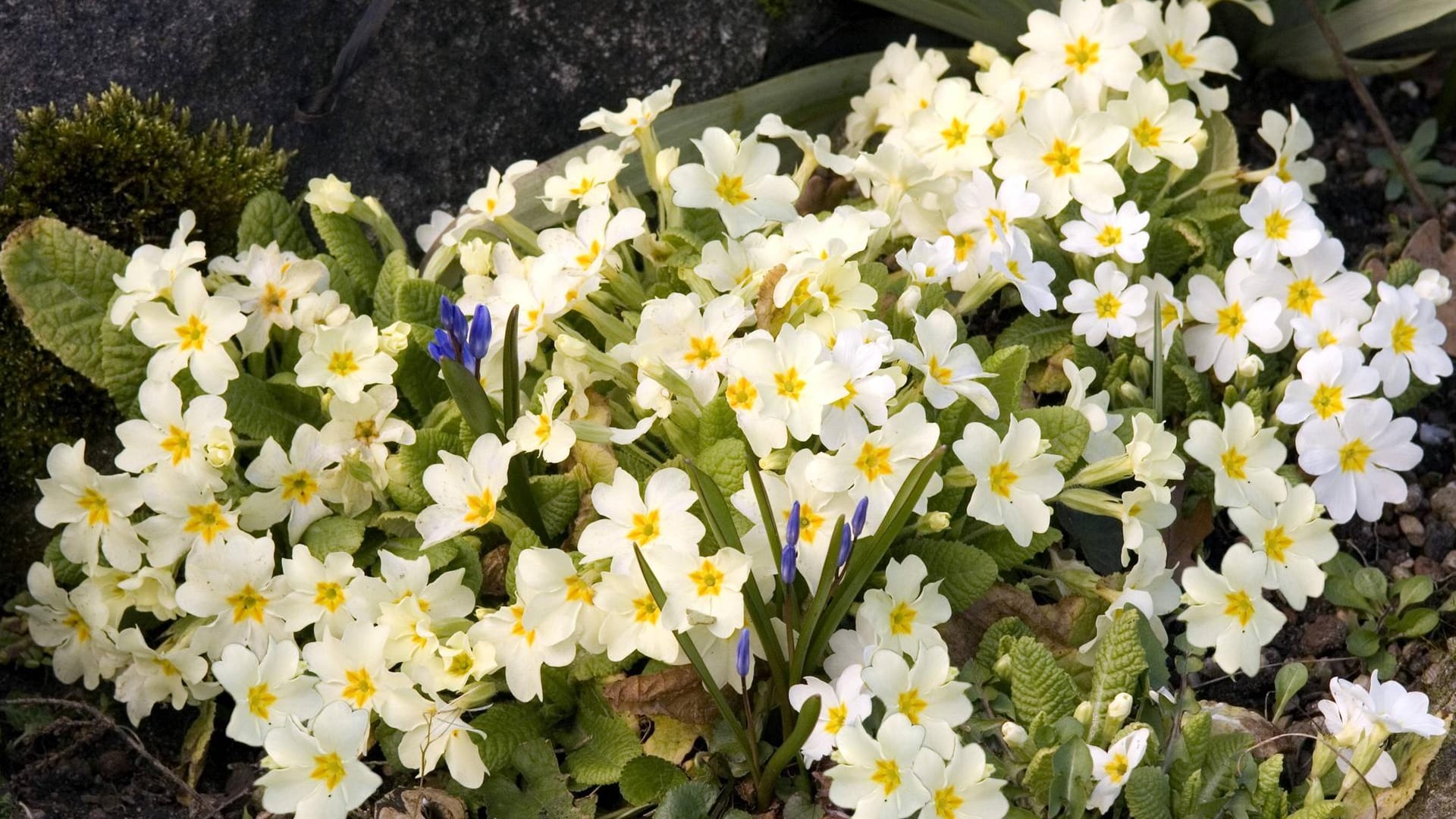 Kissenprimel: Mit ihrer frühen Blüte sorgt sie schon im Februar und März für Farbtupfer.