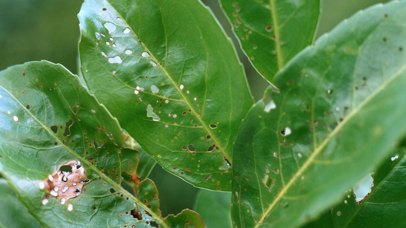 Kirschlorbeer (Prunus laurocerasus): Die Blätter des beliebten Ziergehölzes sind von der Schrotschusskrankheit befallen.