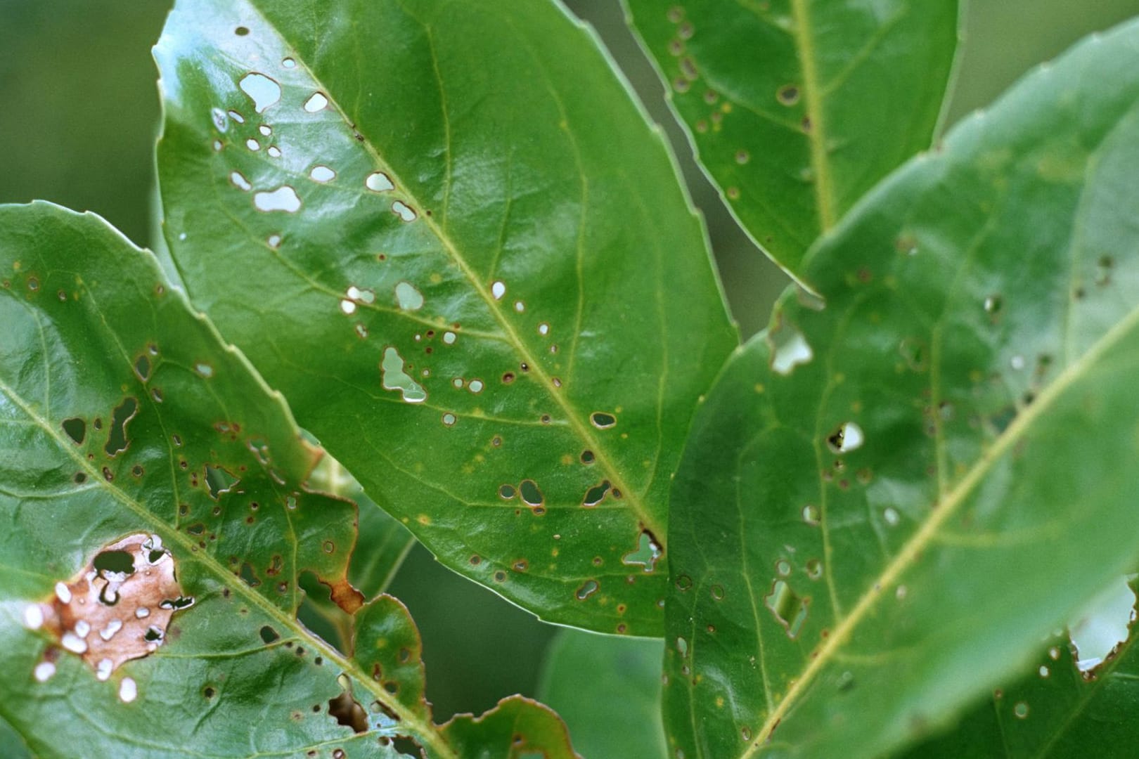 Kirschlorbeer (Prunus laurocerasus): Die Blätter des beliebten Ziergehölzes sind von der Schrotschusskrankheit befallen.