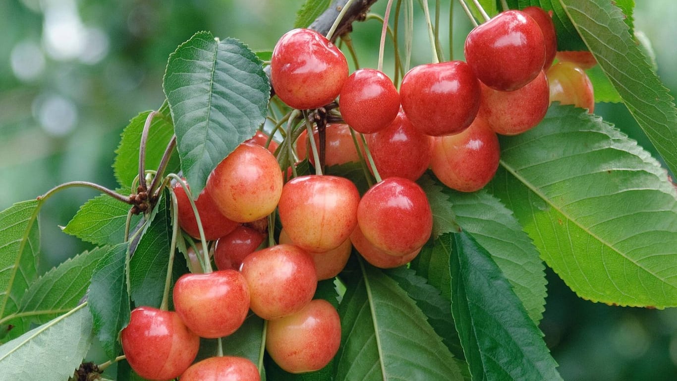 Süßkirsche (Prunus avium): Die Sorte Büttners Rote Knorpel gilt als resistent gegenüber der Schrotschusskrankheit.