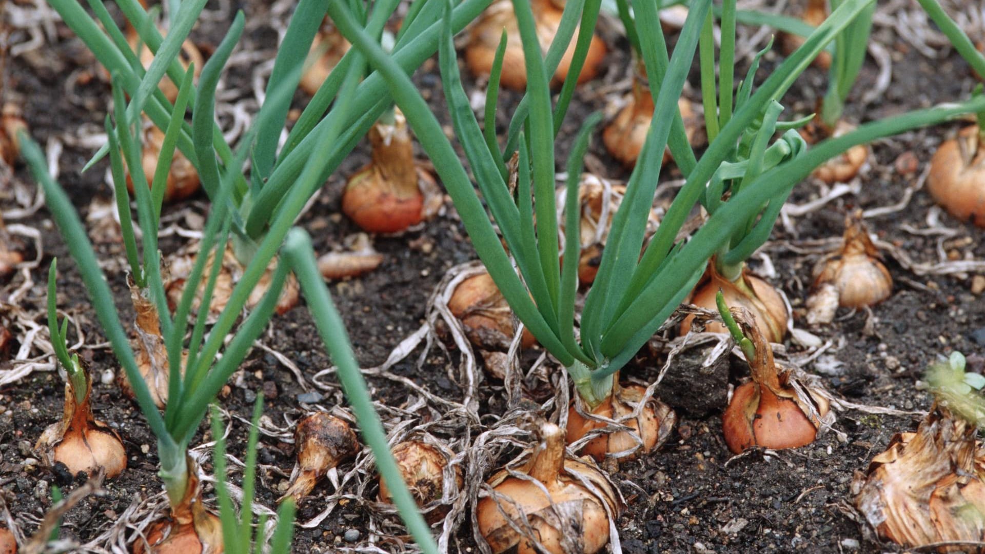 Hauszwiebel (Allium cepa): Sie soll unter Obstbäumen und in der Nähe von Ziergehölzen der Schrotschusskrankheit vorbeugen.