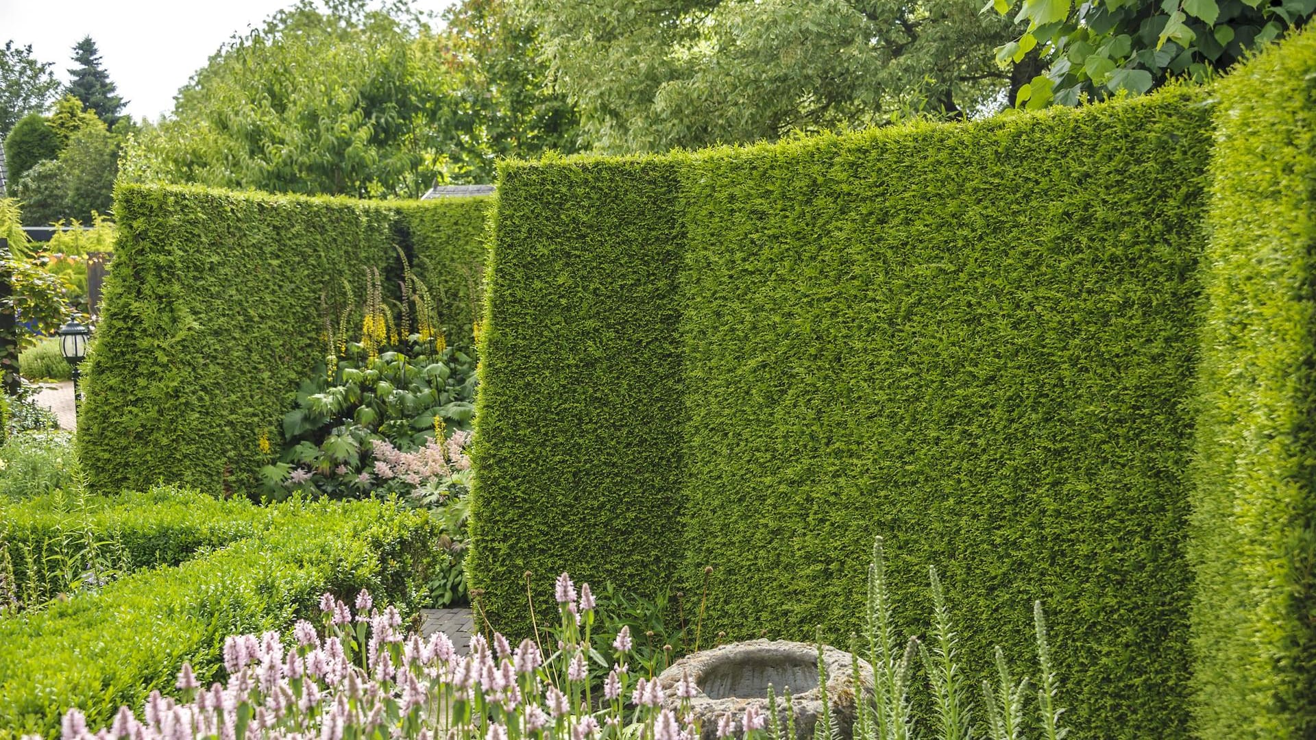 Abendländischer Lebensbaum (Thuja occidentalis Brabant): In Form geschnitten, bietet die Thuja-Hecke einen reizvollen Sichtschutz.