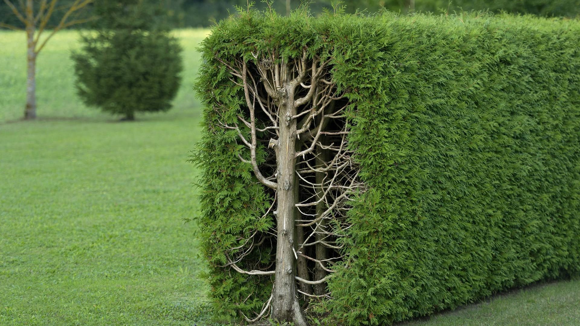 Lebensbäume (Thujen): Rechteckig geschnitten dient die Thuja-Hecke hier als Begrenzung zum Nachbargrundstück.