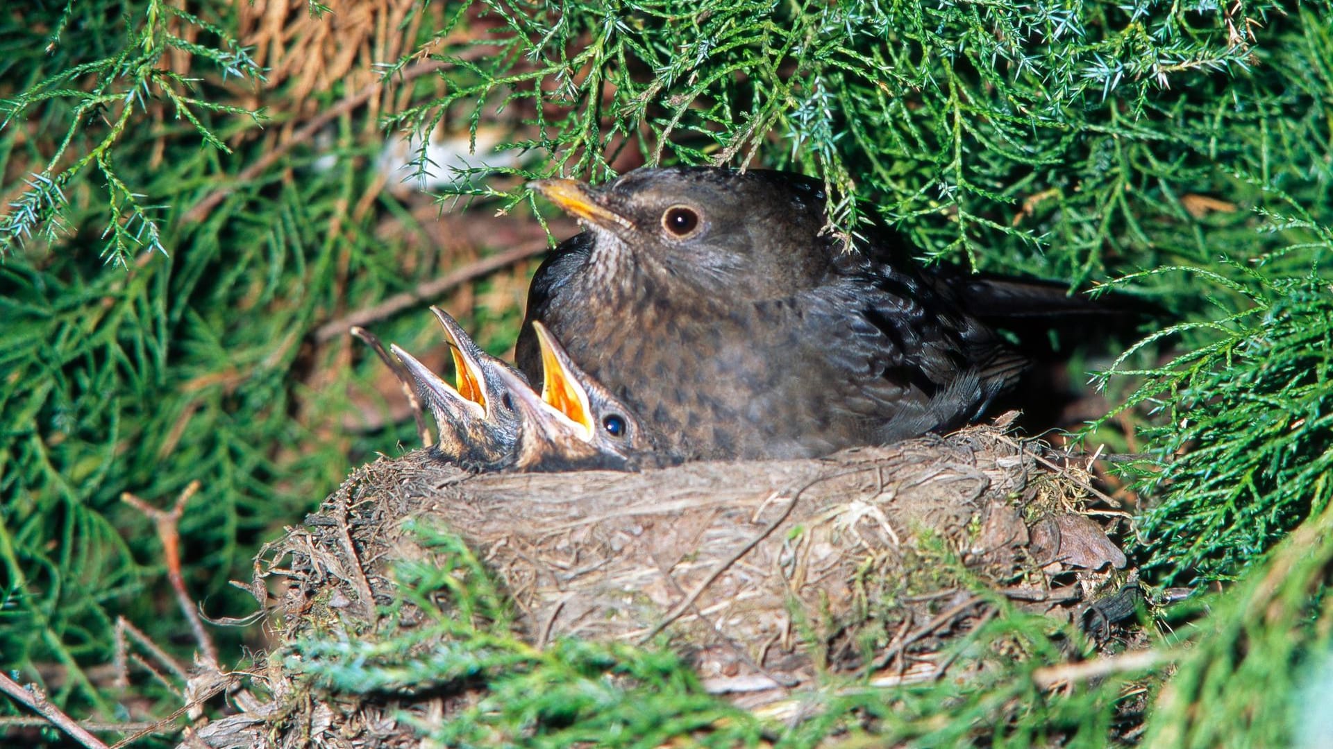 Nistplatz: Eine Amsel schützt die Jungen im Nest, das in einem Thuja-Busch im Garten gebaut wurde.