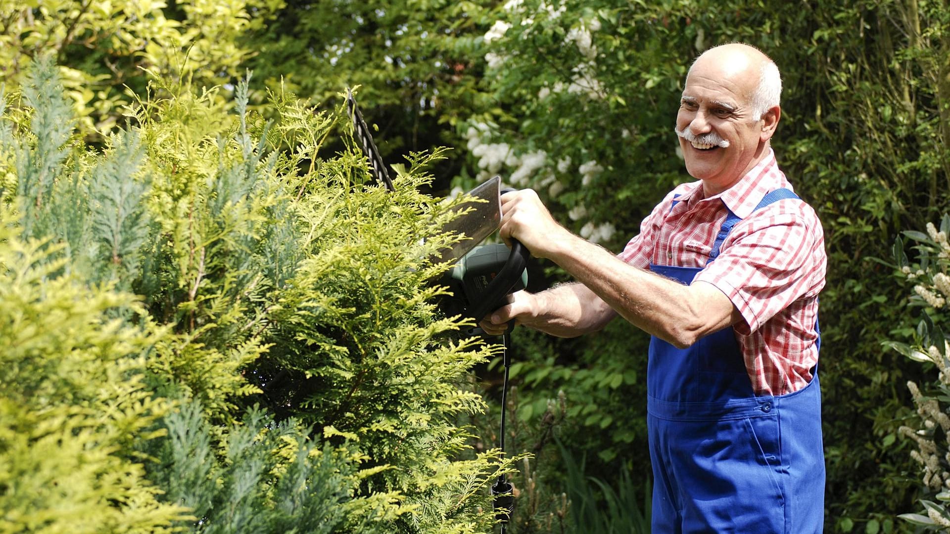 Hecke schneiden: Schnell und stark wachsende Thuja-Hecken können zweimal pro Jahr verschnitten werden.