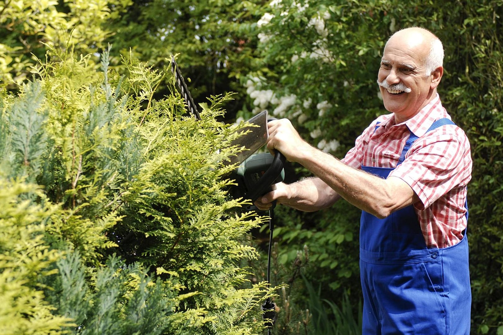 Hecke schneiden: Schnell und stark wachsende Thuja-Hecken können zweimal pro Jahr verschnitten werden.