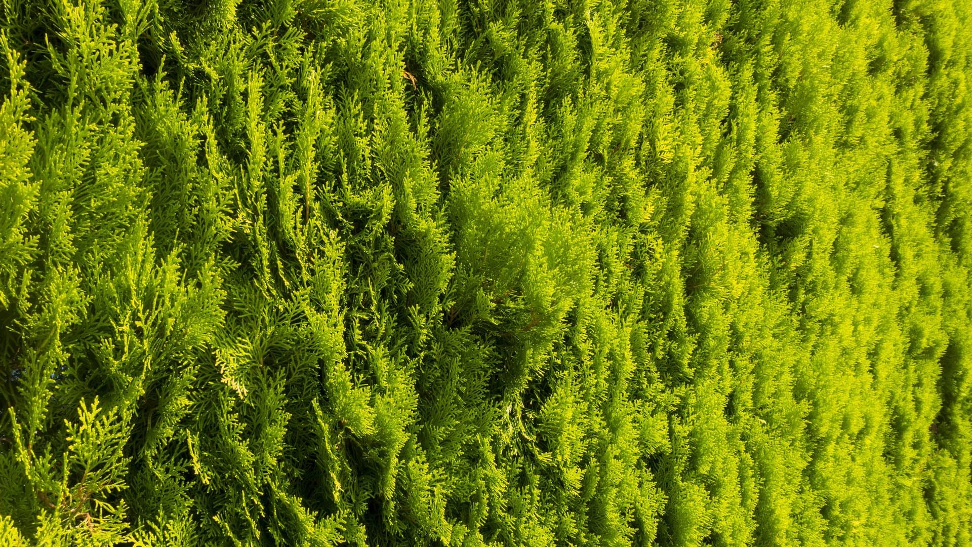 Lebensbaum (Thuja): Er gilt als robust und pflegeleicht, dennoch sollten Sie beim Schneiden auf einiges achten.