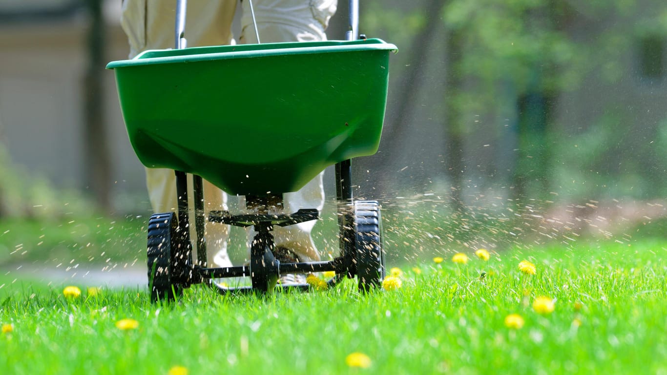 Rasen düngen: Die Verteilung per Hand ist etwas für geübte Gärtner. Einfacher ist das Ausbringen mit einem Streuwagen.