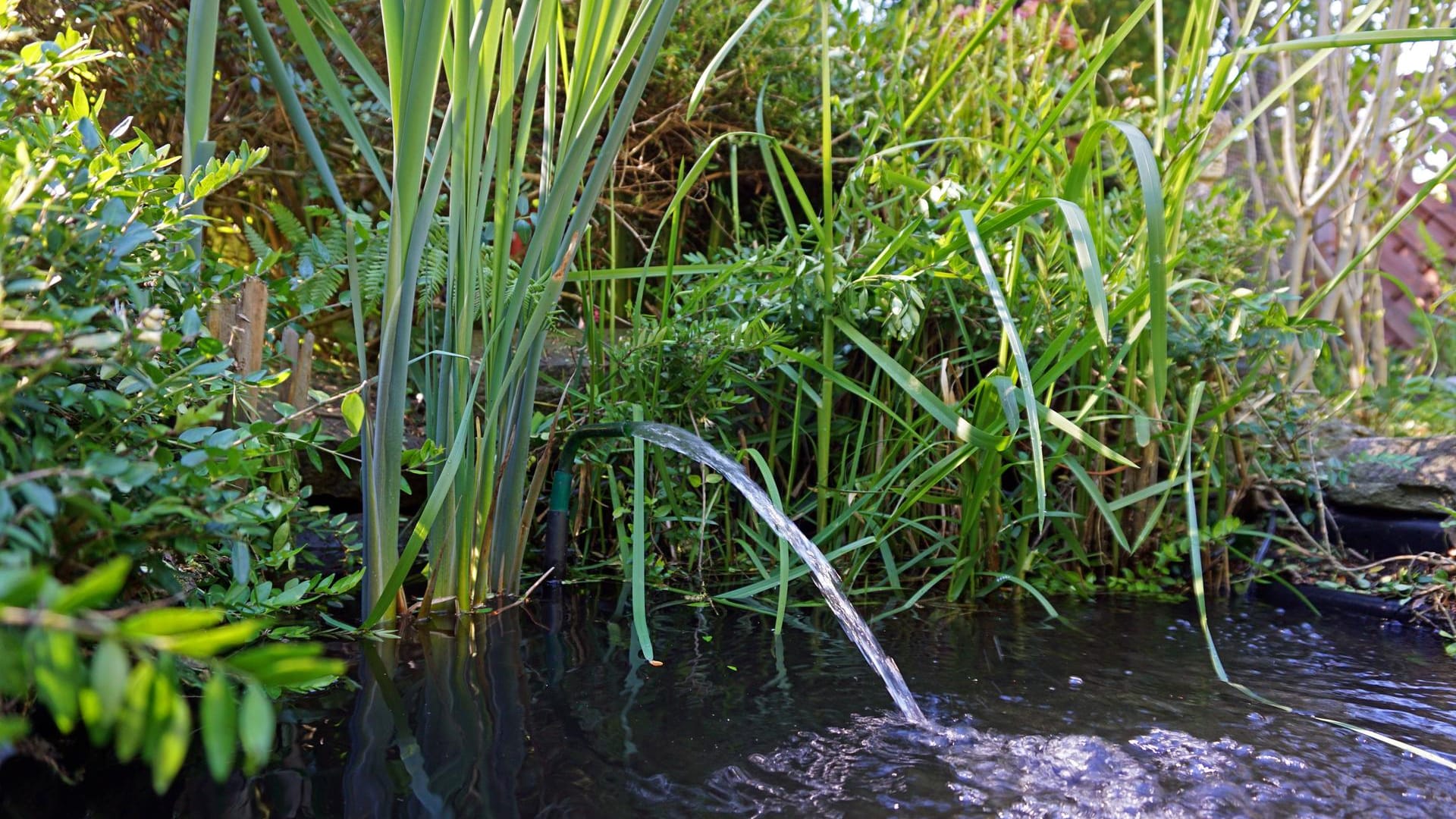 Gartenarbeit: Im März benötigt Ihr Gartenteich besonders viel Pflege. Messen Sie daher vor dem Einleiten bestimmter Maßnahmen unbedingt den pH-Wert.