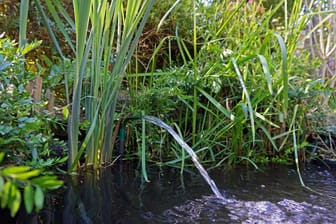 Gartenarbeit: Im März benötigt Ihr Gartenteich besonders viel Pflege. Messen Sie daher vor dem Einleiten bestimmter Maßnahmen unbedingt den pH-Wert.