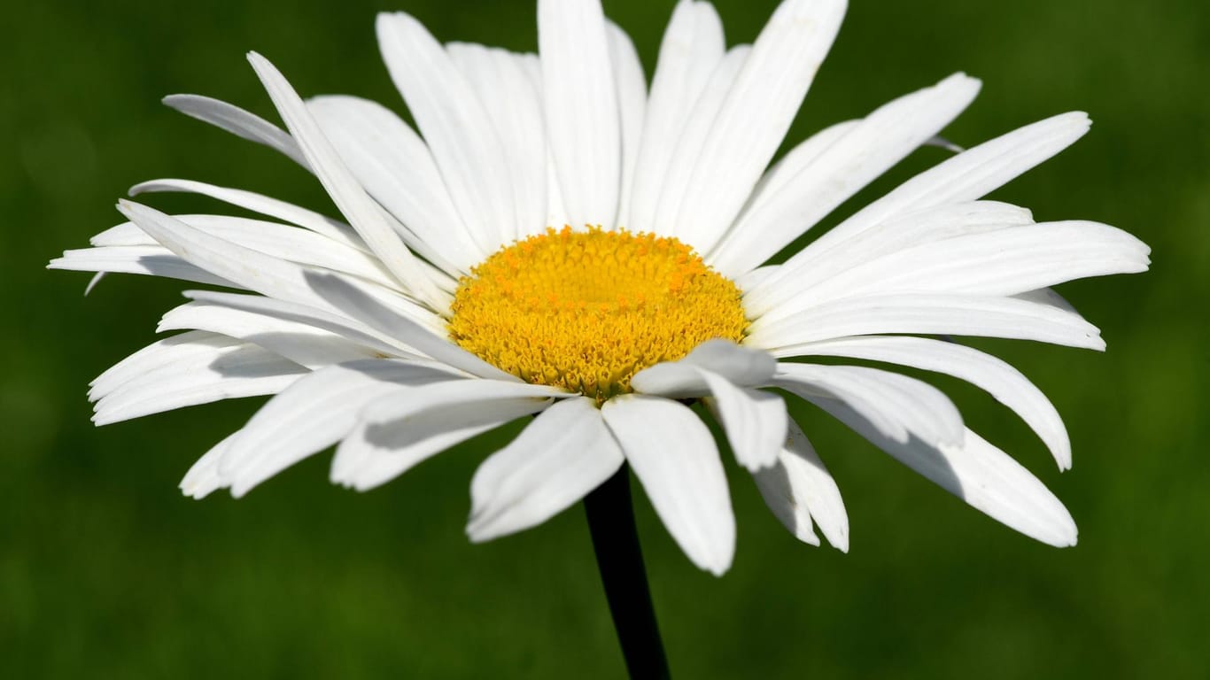 Gartenmargerite (Leucanthemum maximum): Im Sommer begeistert sie mit ihren weiß-gelben Blüten.