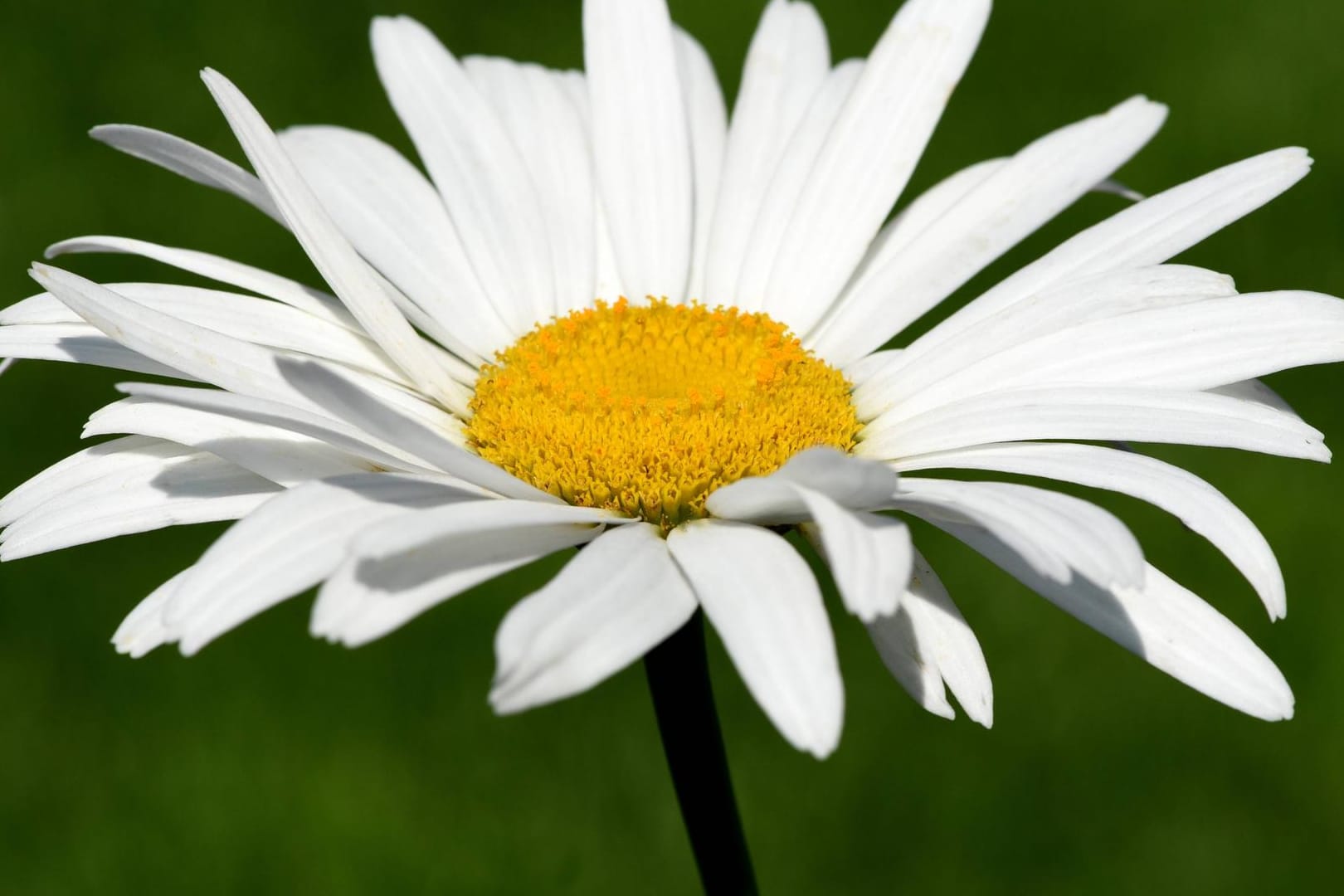 Gartenmargerite (Leucanthemum maximum): Im Sommer begeistert sie mit ihren weiß-gelben Blüten.