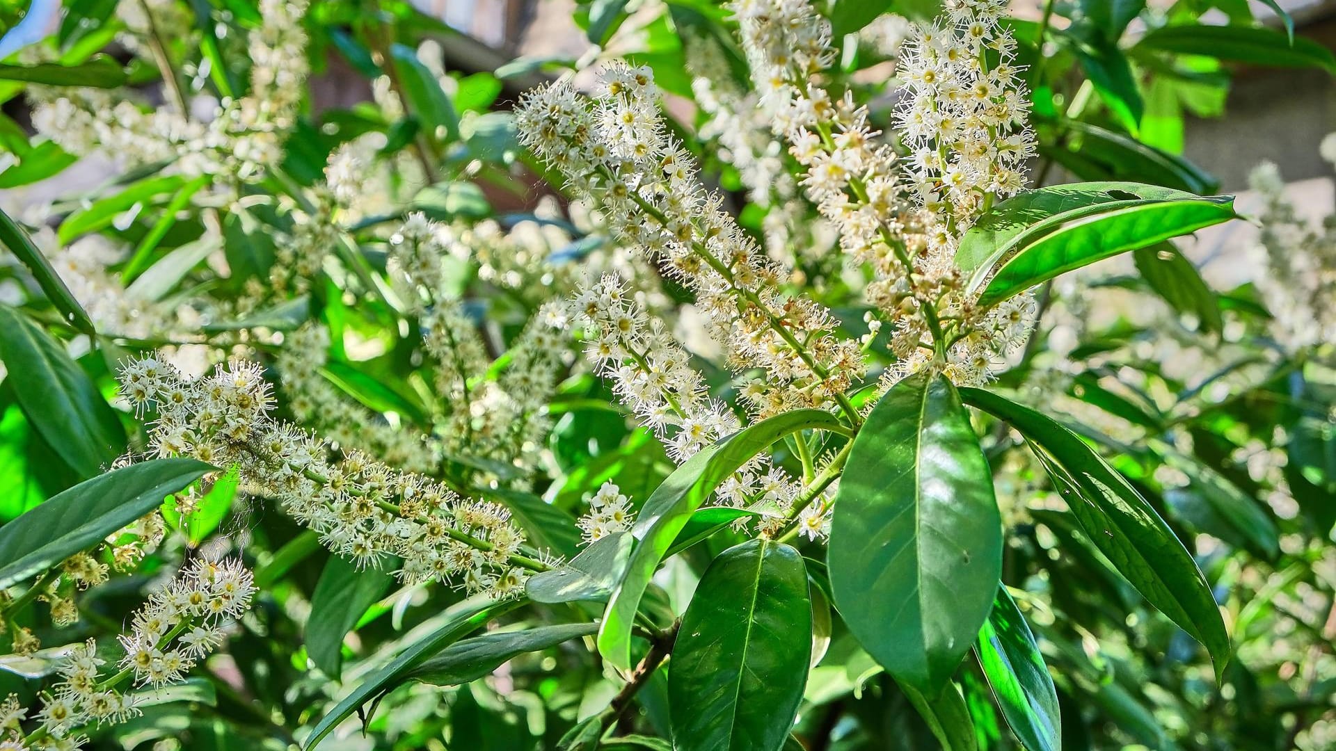 Kirschlorbeer (Prunus laurocerasus): Der Zierstrauch trägt von Mai bis Juni cremeweiße, kerzenartig aufrechte Blütenstände.